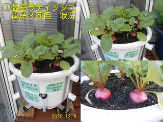 201209温室ラディッシュ連続3回目状況