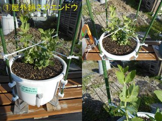 200119屋外絹さやエンドウ状況