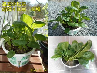201219温室小松菜４回目収穫