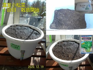 201219温室小松菜１回目栽培開始