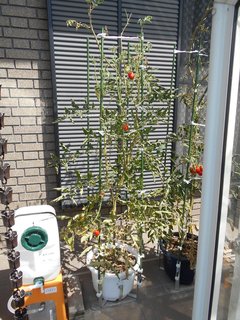 170903軒下固定種トマト収穫01