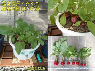 201226温室ラディッシュ連続2回目収穫