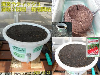 201226温室ラディッシュ連続３回目栽培開始