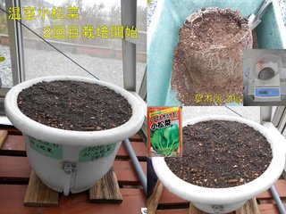 200229温室小松菜2回目栽培開始
