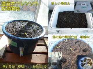 210110温室ホウレンソウ栽培開始間引き苗