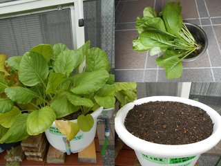 180610温室小松菜収穫2回目播種