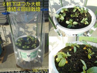 210116軒下はつか大根4回目