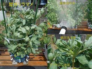 190421屋外ソラマメ噴霧洗浄アブラムシ