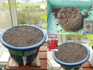 190428温室ラディッシュ連続2回目播種