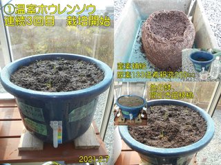 210207温室ホウレンソウ3回目開始