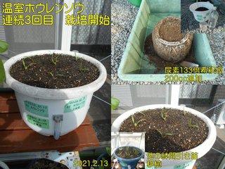 210113温室ホウレンソウ3回目開始