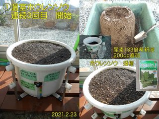 210223温室ホウレンソウ3回目開始
