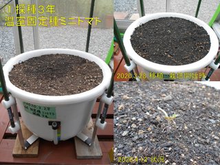 200412採種3年温室固定種ミニトマト状況
