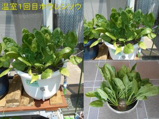 200429温室ホウレンソウ1回目収穫