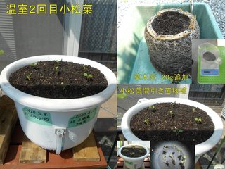 200429温室小松菜2回目栽培開始