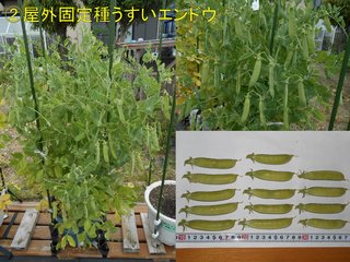 200506屋外固定種うすいエンドウ収穫