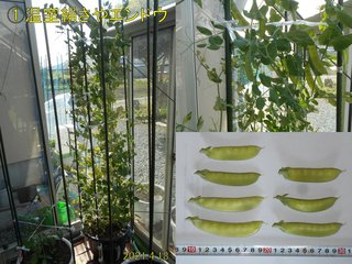 210418温室絹さやｴﾝﾄﾞｳ収穫