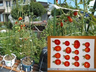 180814採取種屋外固定種トマト収穫