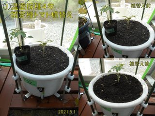 210501温室採種4年固定種トマト植替え