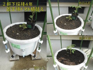 210501軒下採種4年固定種トマト植替え