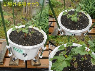 200531屋外採種2年オクラ状況