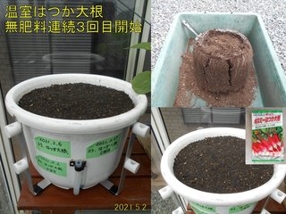 210502温室はつか大根連続3回目栽培開始