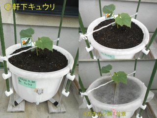 200601軒下キュウリ コガネムシ対策