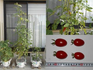 200625軒下ミニトマト生育状況