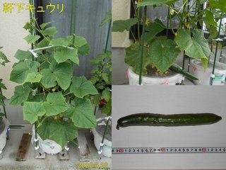 200628軒下キュウリ初収穫