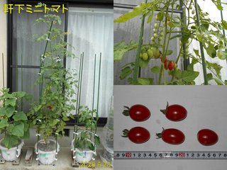 200628軒下ミニトマト収穫