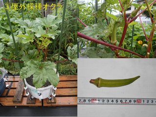 200706屋外採種オクラ収穫