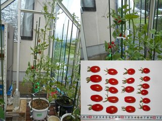 210620温室ミニトマト収穫
