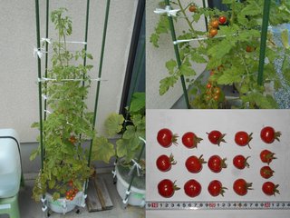 210710軒下ミニトマト初収穫