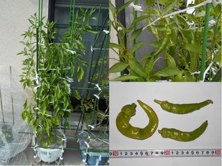 190901軒下採種唐辛子収穫