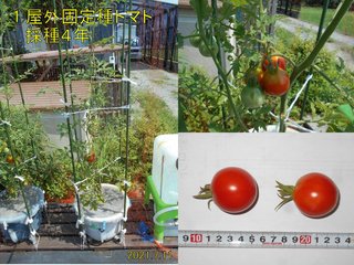 210711屋外固定種トマト収穫