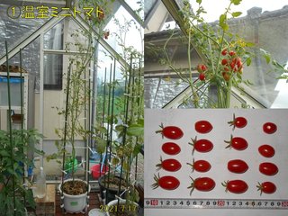 210717温室ミニトマト収穫