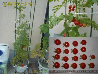 210717軒下ミニトマト収穫
