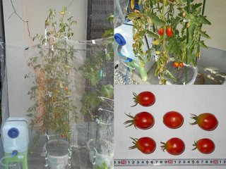 200809軒下採種3年固定種トマト収穫