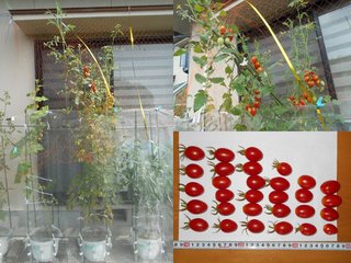200809軒下ミニトマト収穫