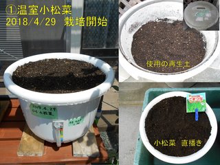 @温室小松菜栽培開始20180429