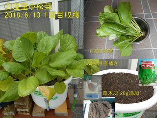 �A温室小松菜１回目収穫20180610