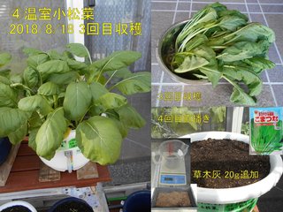 �C温室小松菜３回目収穫20180818