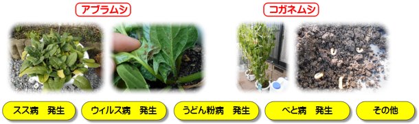 害虫・病気の例