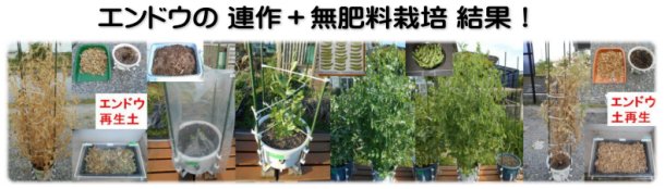 循環型自然応用栽培での連作＆無肥料栽培例