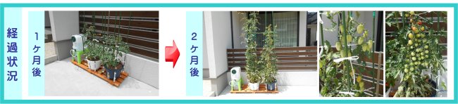 設置例01宍粟市A様経過状況 楽水セット大経過状況:1ヶ月後