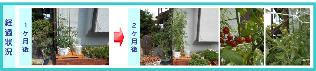 設置例02加古川市B様経過状況 楽水セット小経過状況:1ヶ月後