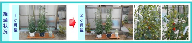 設置例03姫路市C様経過状況 楽水セット小経過状況:1ヶ月後