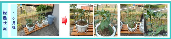 設置例05姫路市E様経過状況 楽水セット小経過状況:1ヶ月後