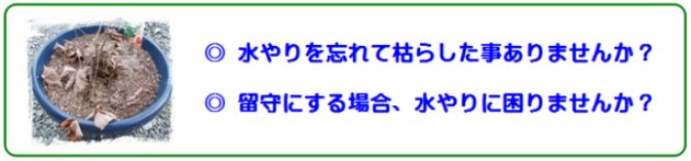 水やりでの失敗 水やりに困りませんか?忘れて枯らした事有りませんか?