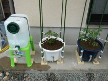 標準 楽水鉢3写真 標準 楽水鉢3 栽培風景